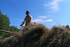Foto: Lina Adolphson. Bild från höskörd på traditionellt vis.