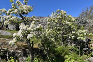 Blommande päronträd på Donsö i en hotad värld